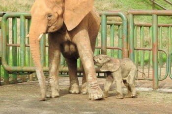Nace un nuevo elefante africano