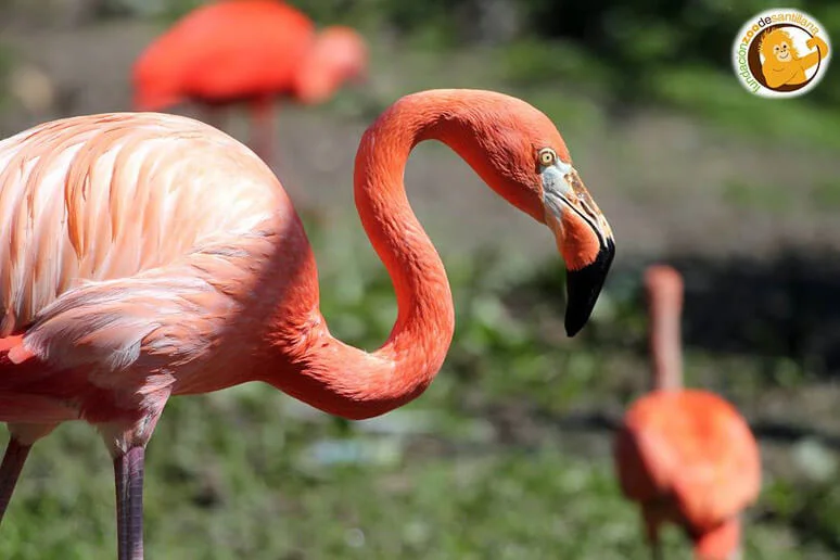 Zoo de Santillana del Mar