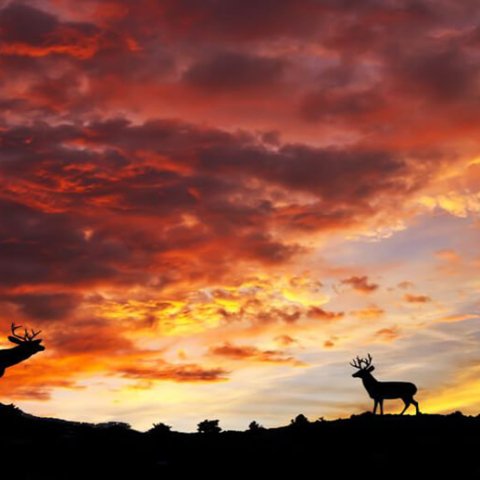 La berrea en Cantabria