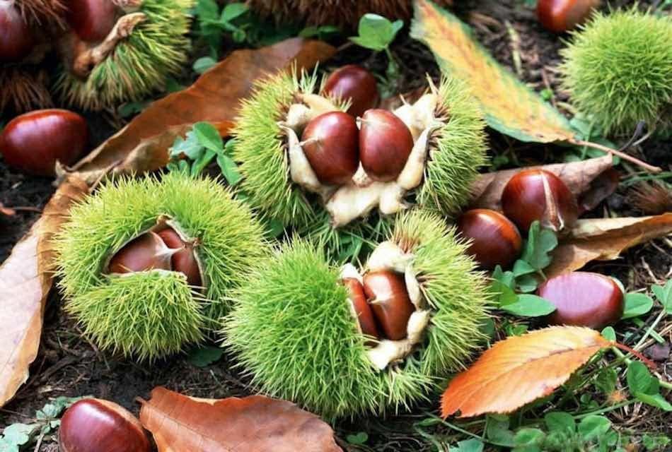La Magosta tradición y sabor en Cantabria